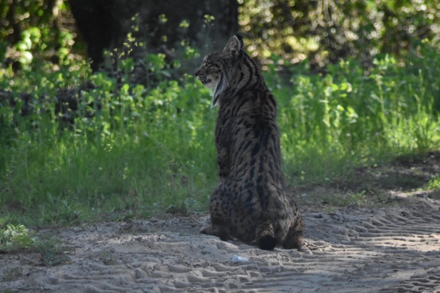  Lince in cammino 