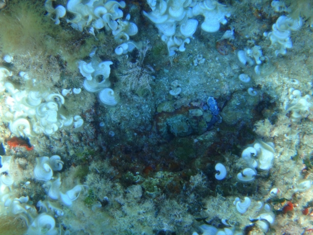 Detalles del fondo marino