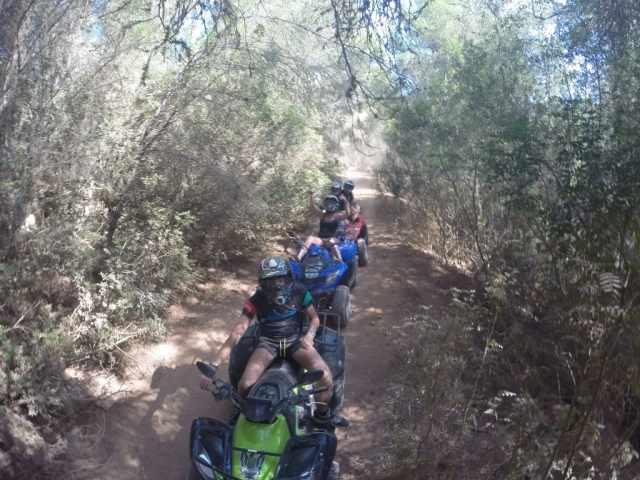 Pilotando bajo los arboles