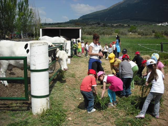 alimentando a las vacas