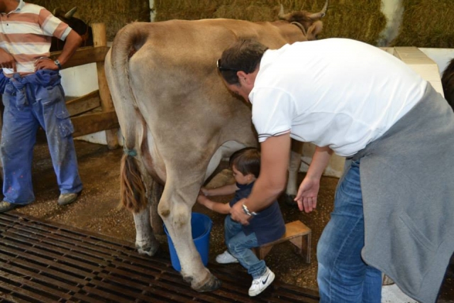 Ordeñando la vaca