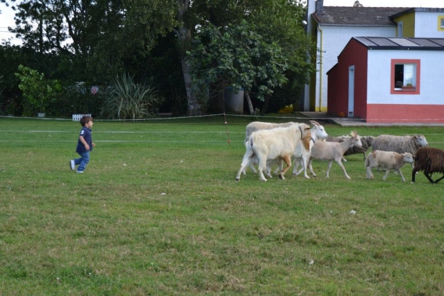 Alumnos con animales