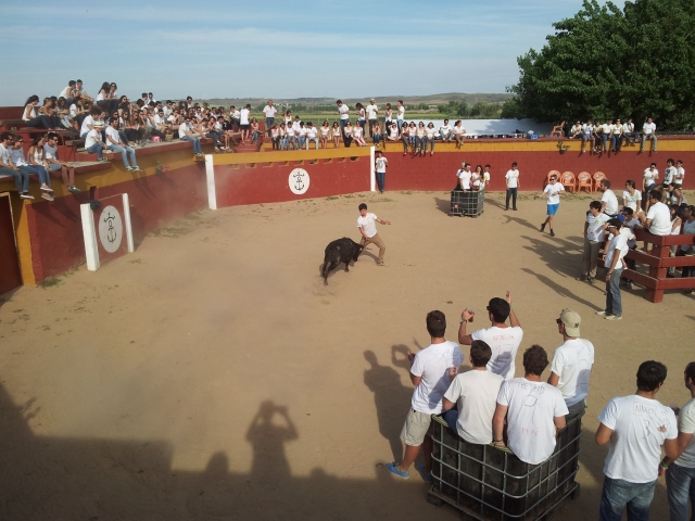  Alla tentazione della mucca 