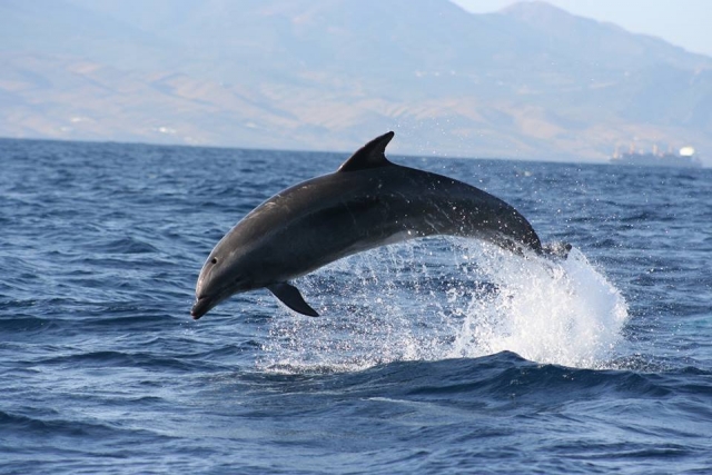 delfin saltando para sumergirse en el mar