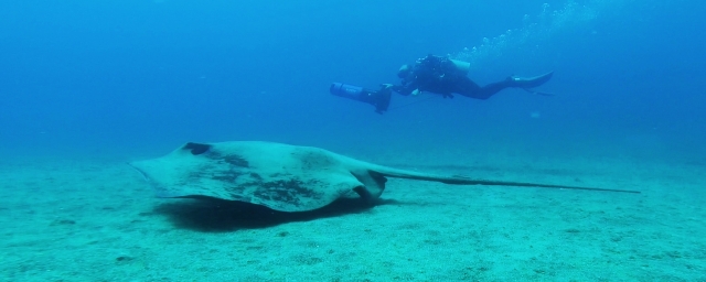  Taucherteam mit Torpedos auf Lanzarote
