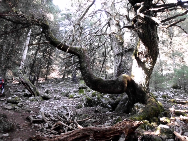  tree without leaves surrounded by other trees.JPG 