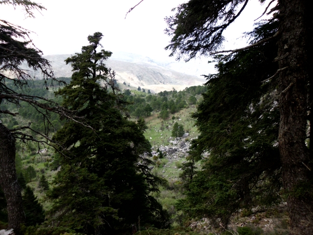  pine trees in a natural environment.JPG 