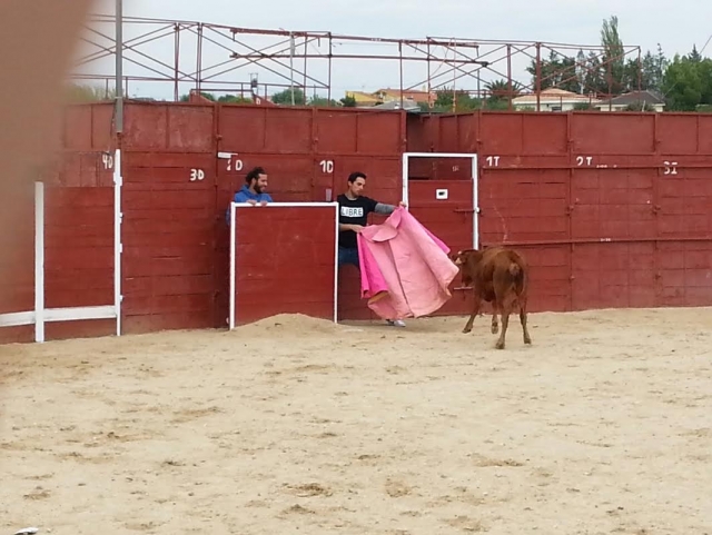  Versteckt sich vor der Färse 