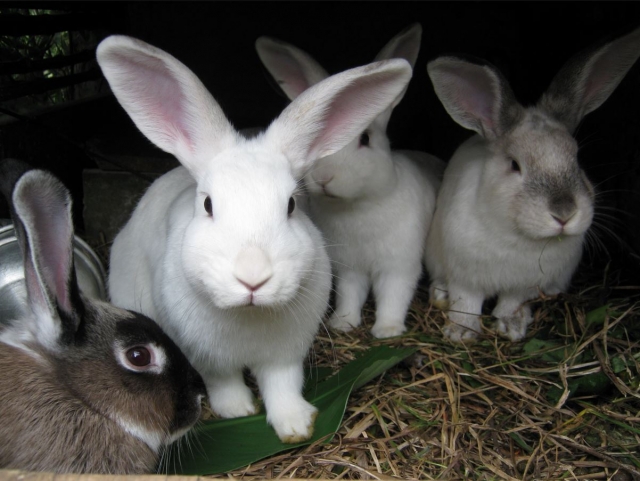 Grupo de conejos