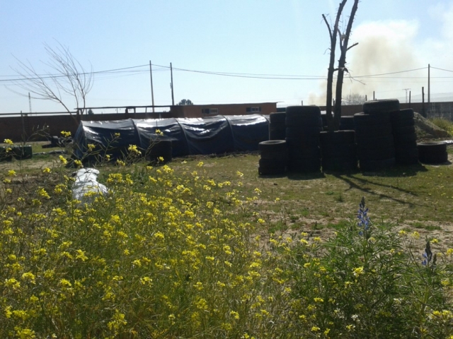 margaridas no chão e com um cano de plástico ao fundo.jpg 