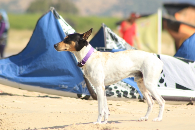 Perro de la escuela de kile