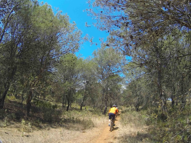 ciclistas entre los arboles.jpeg