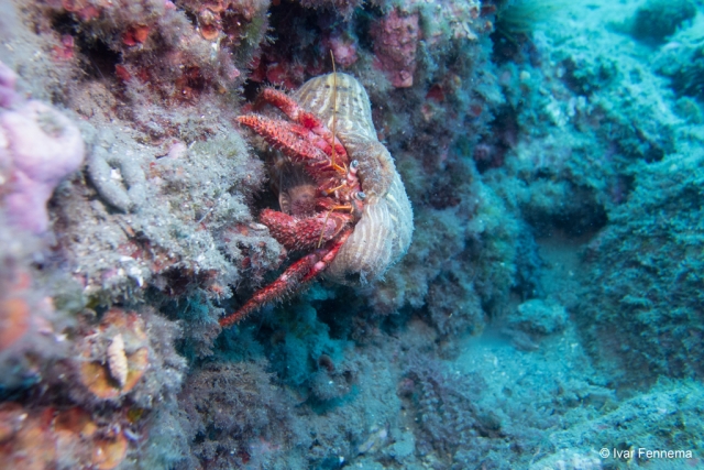  Submerged marine crab 