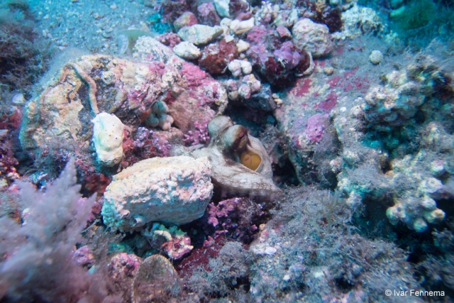  Giant octopus under the sea 