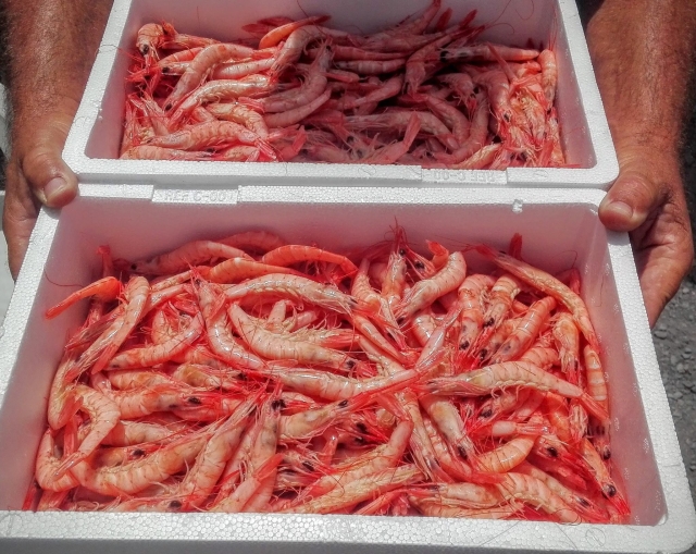 Degustacion gambas de Huelva
