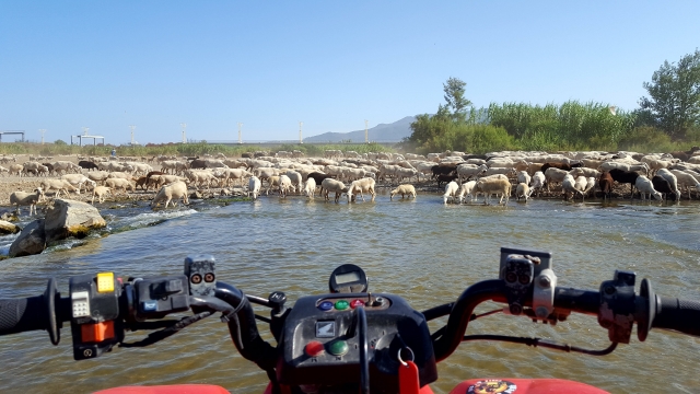 ovejas durante la ruta