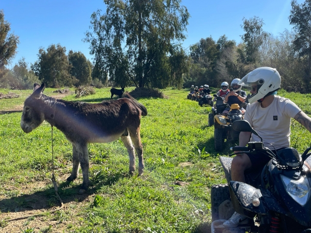 Burro