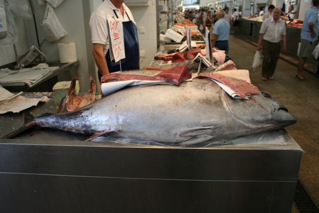  Great tuna in the fish market 