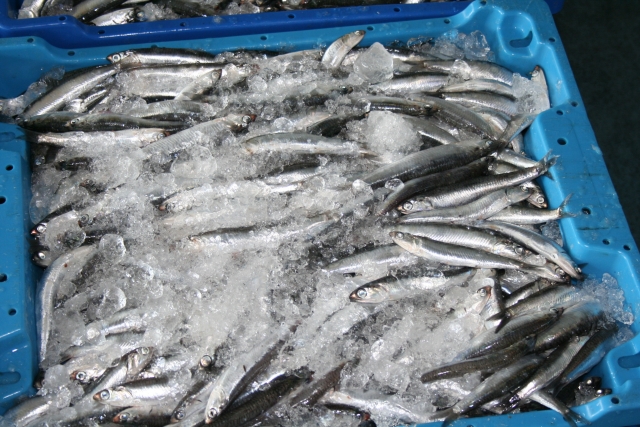  Box of Fish 