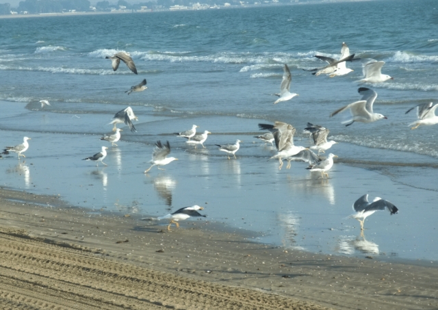  Seagulls on the coast 