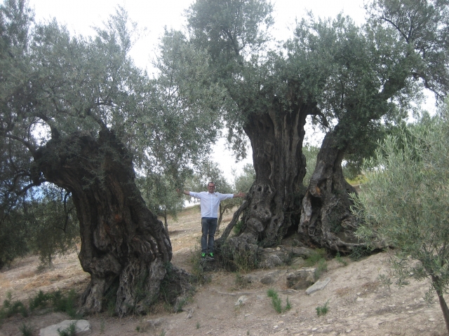  Among the trees 