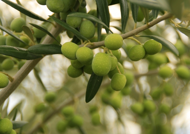  Fruit of the olive tree 