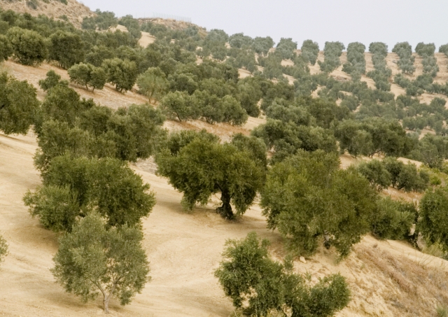  View of the olive groves 