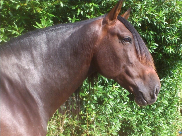 Bello ejemplar equino