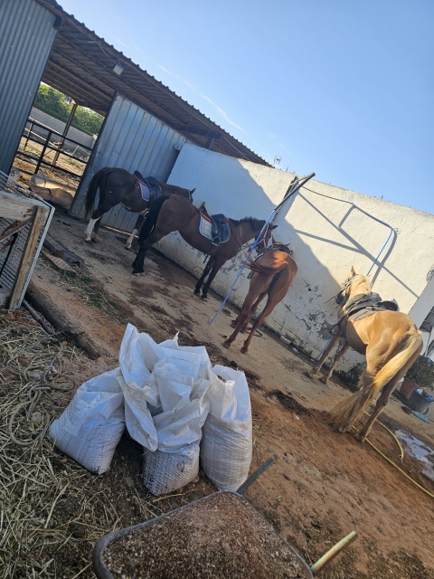 Opinión de PEDRO sobre Paseo a caballo por la playa de la Barrosa 2 horas