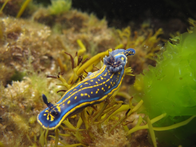 Fauna marina