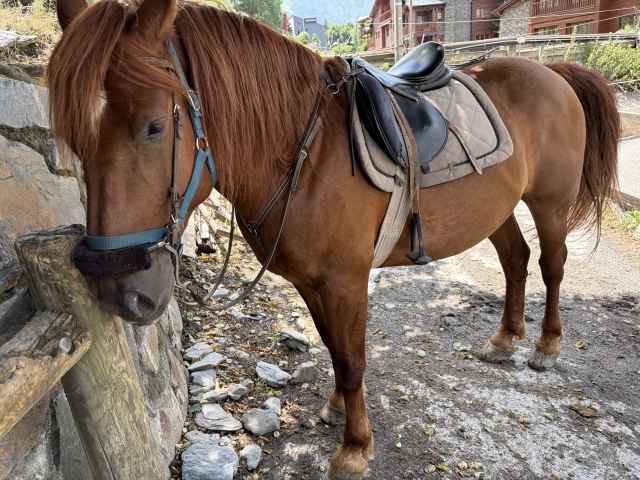 Avis de Mireia concernant Excursion à cheval à travers La Massana, 1 heure