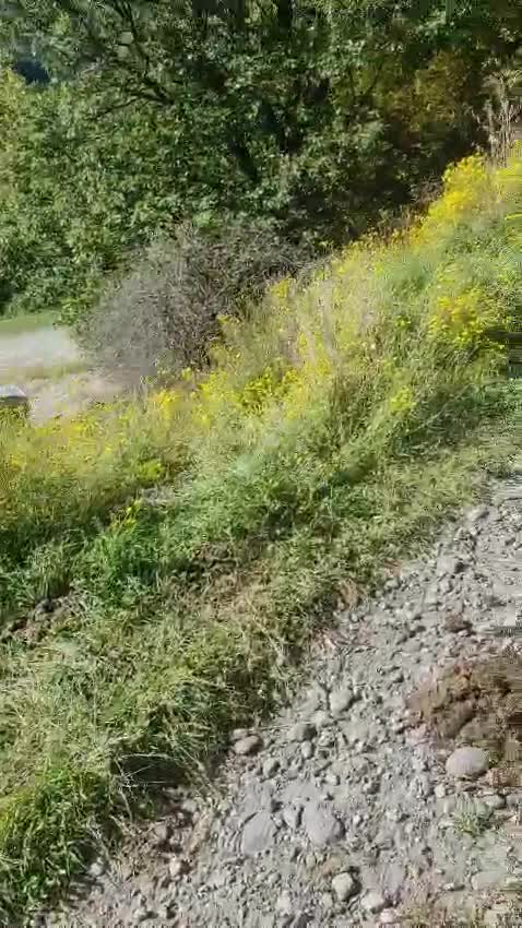 Opinião de Elisabet sobre Excursão a cavalo por La Massana, 1 hora