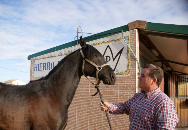 Examinando al nuevo caballo