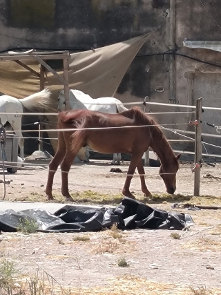 res_o-67053-rutas-a-caballo_de_christophe-burel_17823203749635.jpg