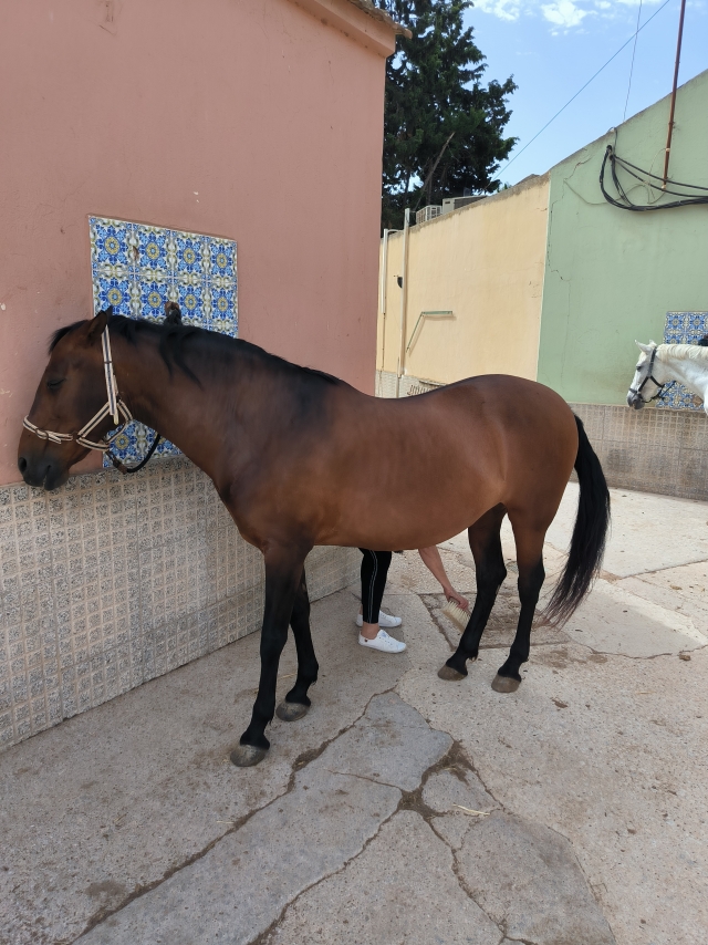 Opinión de Christophe sobre Paseo a caballo en Cartagena con fotos y vídeo 1 h