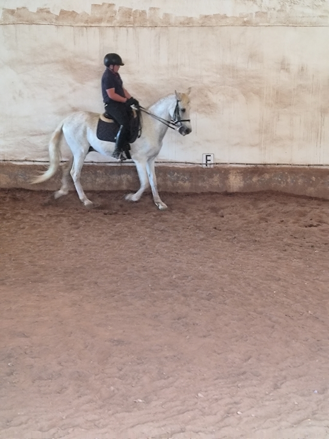 Opinión de Hannah sobre Paseo a caballo en Cartagena con fotos y vídeo 1 h