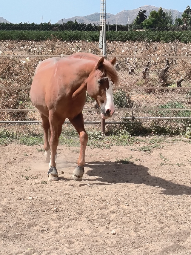 Opinión de Esther sobre Paseo a caballo en Cartagena con fotos y vídeo 1 h