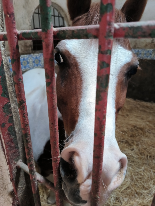 Opinión de Elena sobre Paseo a caballo en Cartagena con fotos y vídeo 1 h
