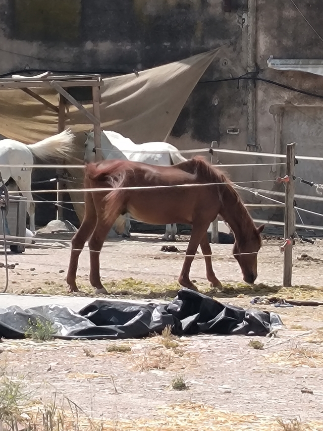 Opinione di Liliya su Passeggiata a cavallo a Cartagena con foto e video 1 ora