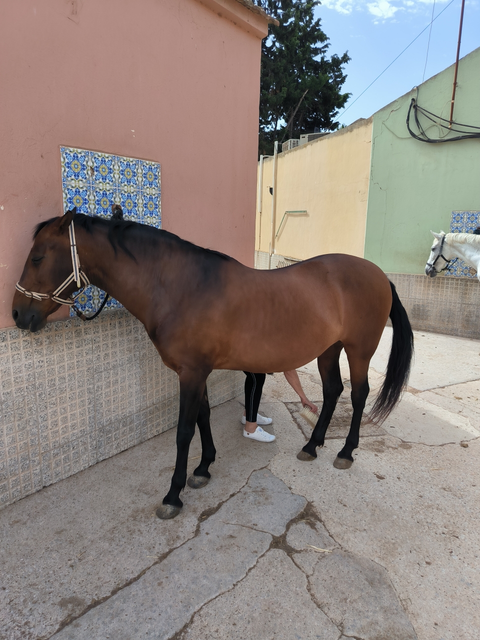 res_o-67053-rutas-a-caballo_de_christophe-burel_1782320289189.jpg