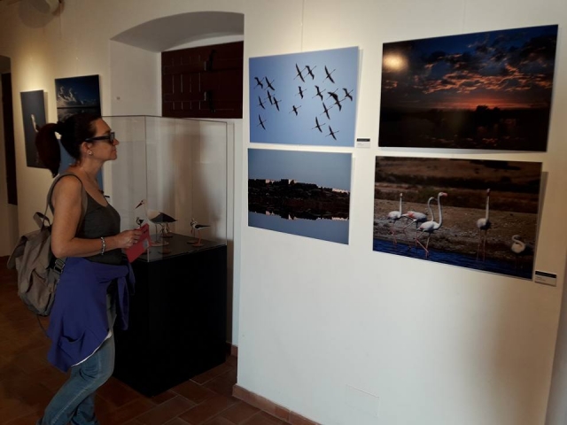  Observing photographs of birds