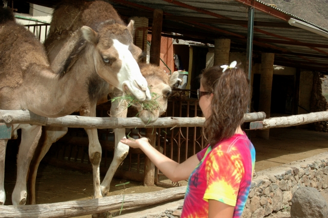 camels eating 