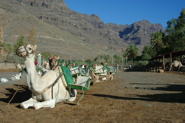  Camel caravan launched on a sunny day 