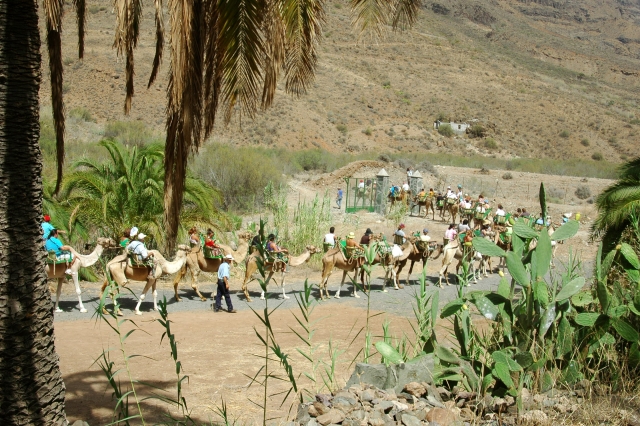  Camel route 
