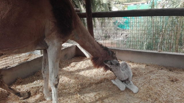  Baby camel with the mother 