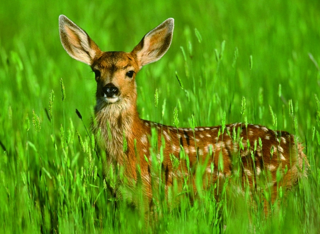  Native fawn 
