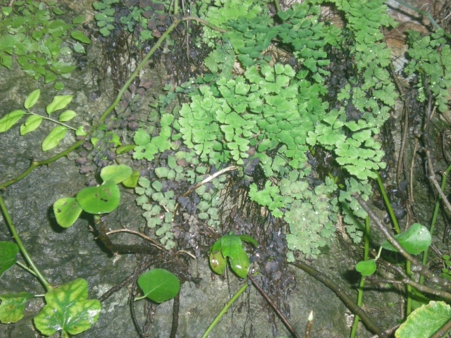  Wild maidenhair 