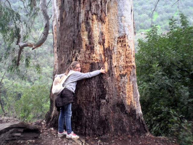  Embracing the eucalyptus 