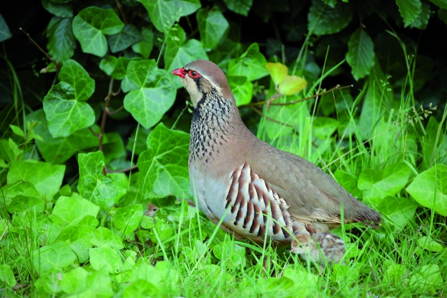  Red partridge 
