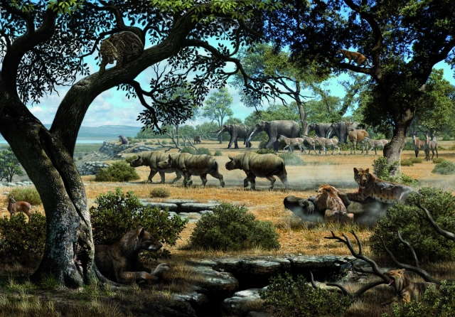 Safari area 